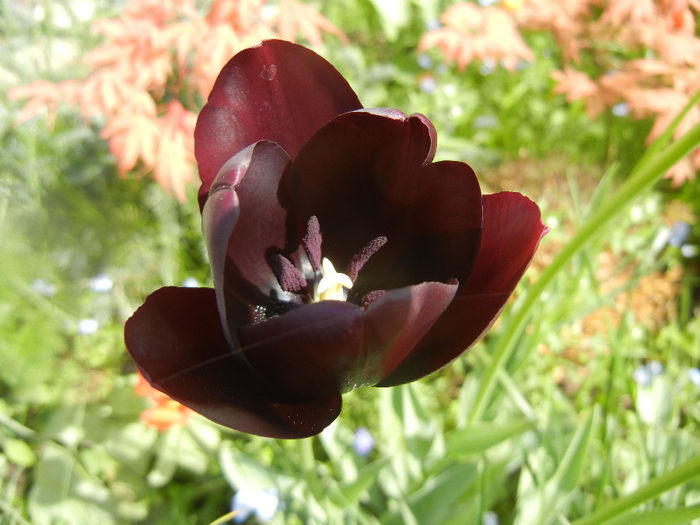 Tulipa Queen of Night (2014, April 21)