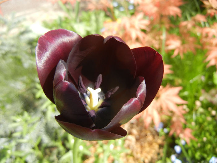 Tulipa Queen of Night (2014, April 21)