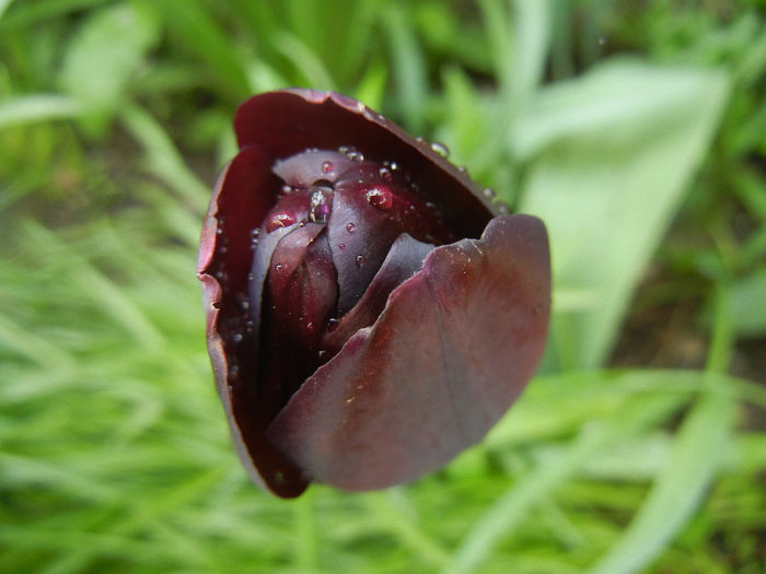 Tulipa Queen of Night (2014, April 22)