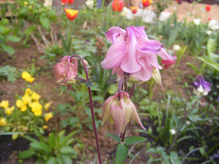 Aquilegia Double Rose & Rose