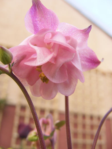 Aquilegia Double Rose & Rose