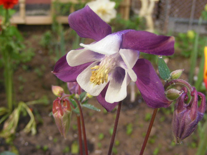 Aquilegia Spring Magic Purple and White