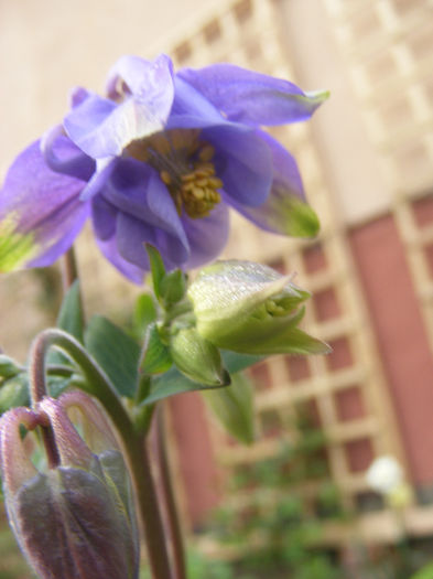 Aquilegia Double Blue