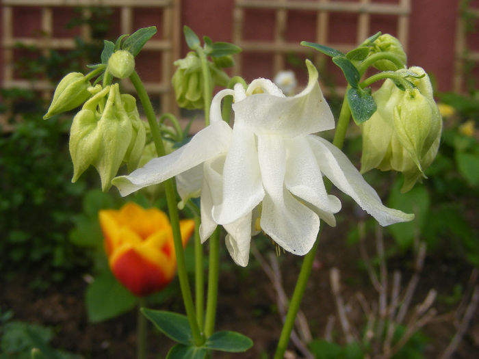 Aquilegia Double White & White