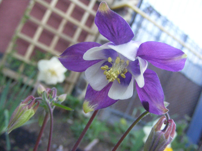 Aquilegia Spring Magic Blue and White