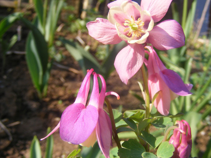 Aquilegia Cameo Rose and White