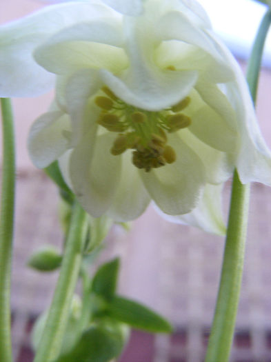 Aquilegia Double White & White