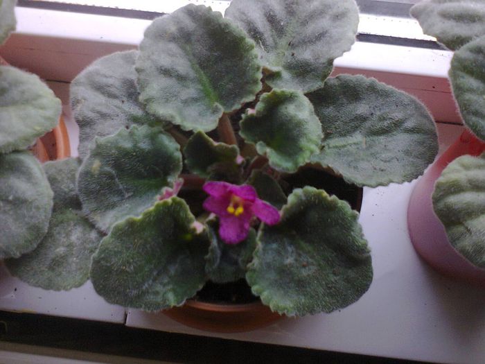 Fotografie1732 - VIOLETELE MELE