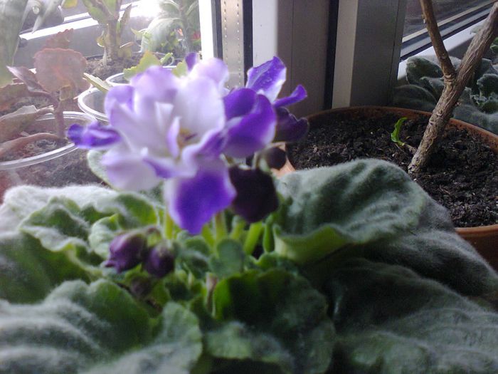 Fotografie1715 - VIOLETELE MELE