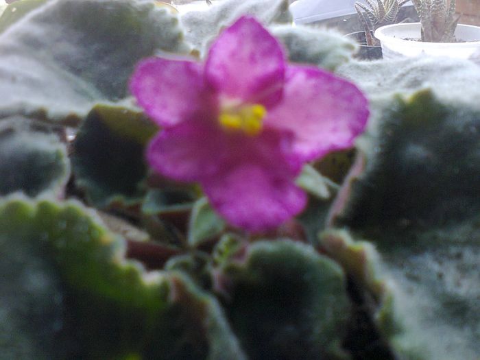 Fotografie1718 - VIOLETELE MELE