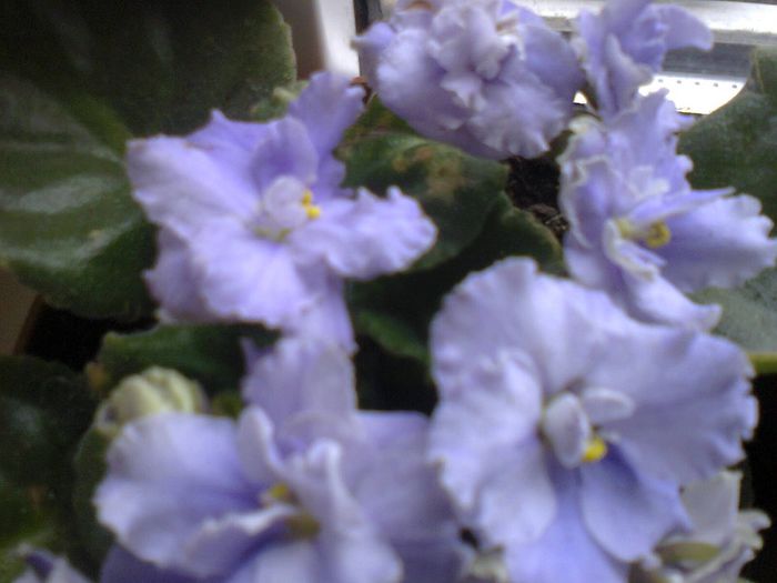 Fotografie1719 - VIOLETELE MELE