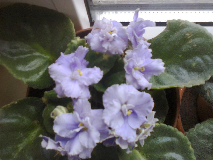 Fotografie1721 - VIOLETELE MELE