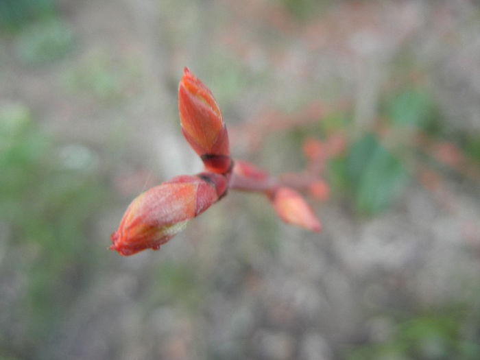 Acer palmatum Katsura (2014, March 13)