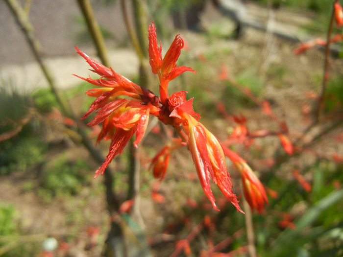 Acer palmatum Katsura (2014, March 19)