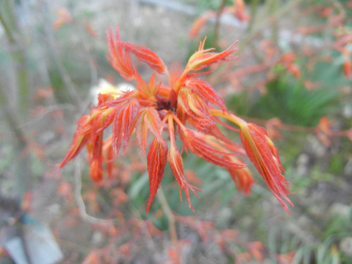 Acer palmatum Katsura (2014, March 20) - Acer palmatum Katsura