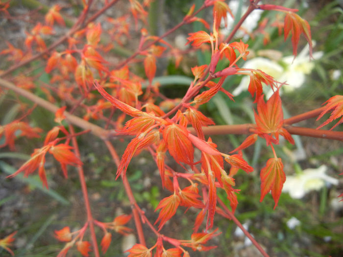 Acer palmatum Katsura (2014, March 23) - Acer palmatum Katsura