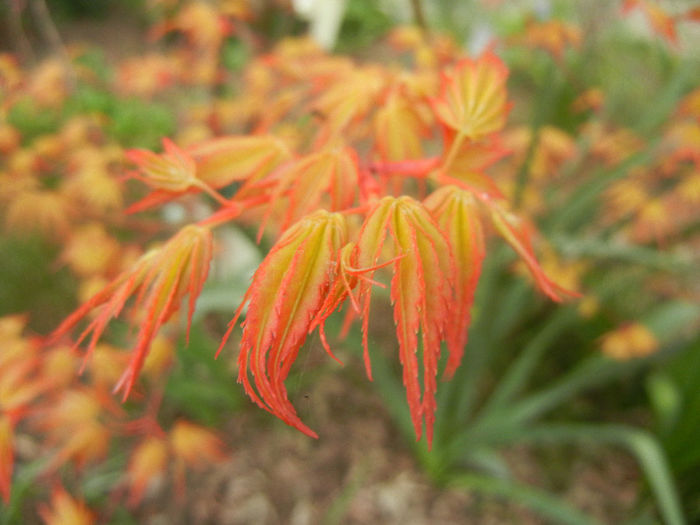 Acer palmatum Katsura (2014, March 24) - Acer palmatum Katsura
