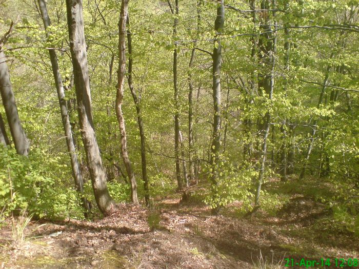 DSC01297 - Manastirea Prislop