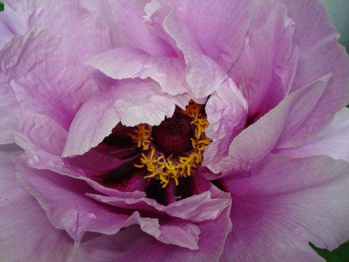 Suffruticosa "Lilac"