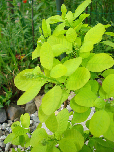 Cotinus coggygria "Young Lady" - Gradina in 2014