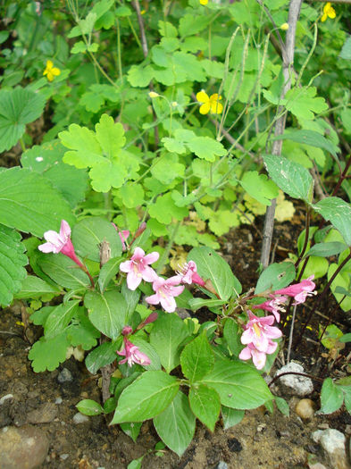 micuta si harnica, weigela - Gradina in 2014