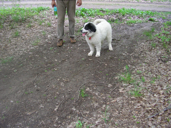 SANY0055 - ARINA NEPOATA LUI NUC DE HUMOR