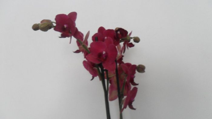 Noi infloriri la orhidutele mele aprilie 2014  23 001