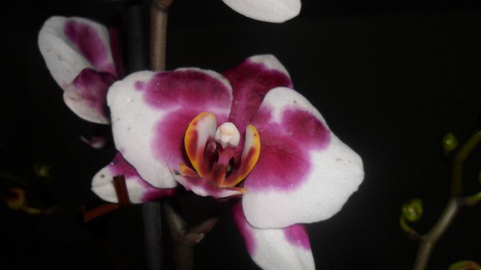 Noi infloriri la orhidutele mele aprilie 2014 008 - Phalele mele
