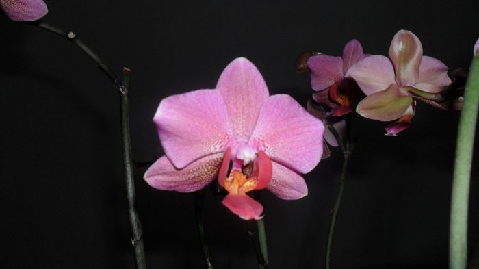 Noi infloriri la orhidutele mele aprilie 2014 004 - Phalele mele