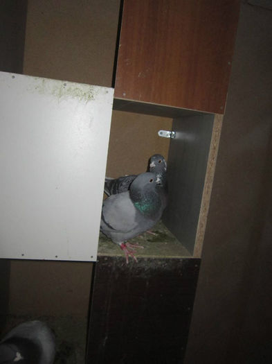 10153334_640040669409259_1345714918_n[1]