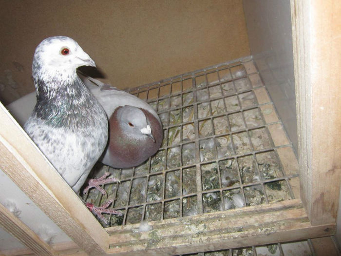 10173466_640040846075908_1576365355_n[1]