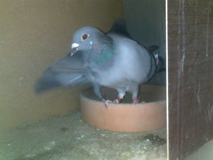 10250757_630033230417273_1763872160_n[1]