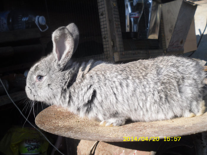 avem fix o luna - femela ugg