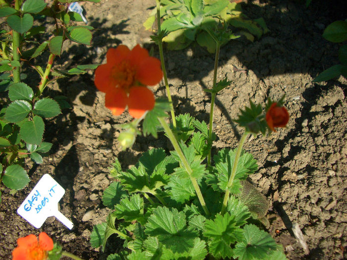 Geum cocineum Cooky