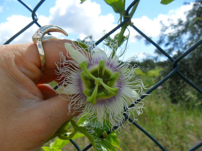 passiflora edulis inflorita - Cateva plante din colectia personala din gradina si altele la vanzare