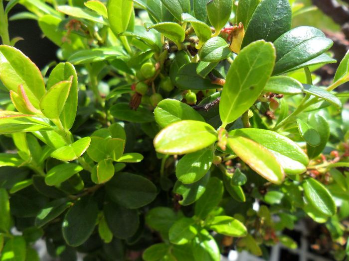 vitis idaea fructe mici - Cateva plante din colectia personala din gradina si altele la vanzare