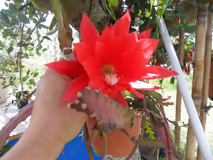 cactus geisha orchid inflorit - Cateva plante din colectia personala din gradina si altele la vanzare