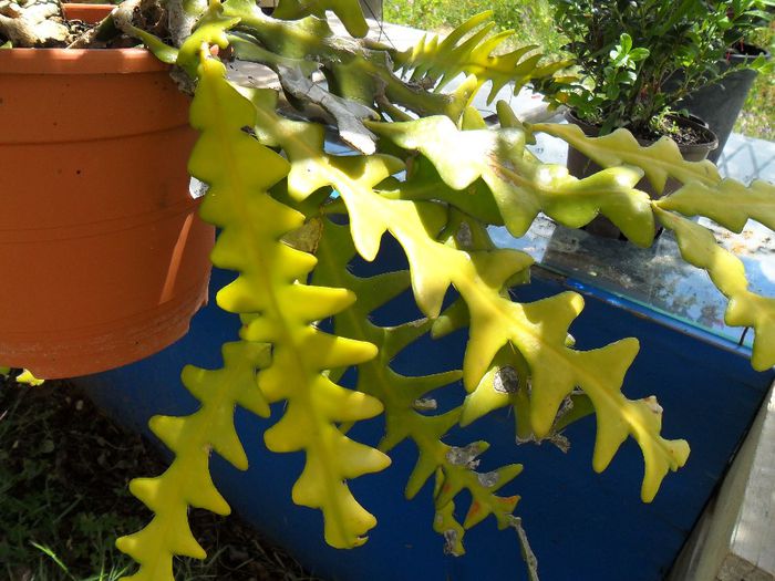 cactus zig-zag - Cateva plante din colectia personala din gradina si altele la vanzare