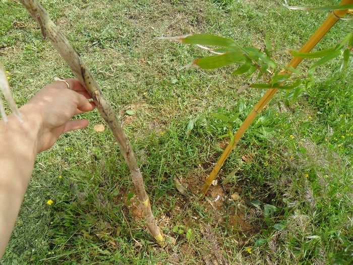 phyllostachys aureocaulis nou - Cateva plante din colectia personala din gradina si altele la vanzare
