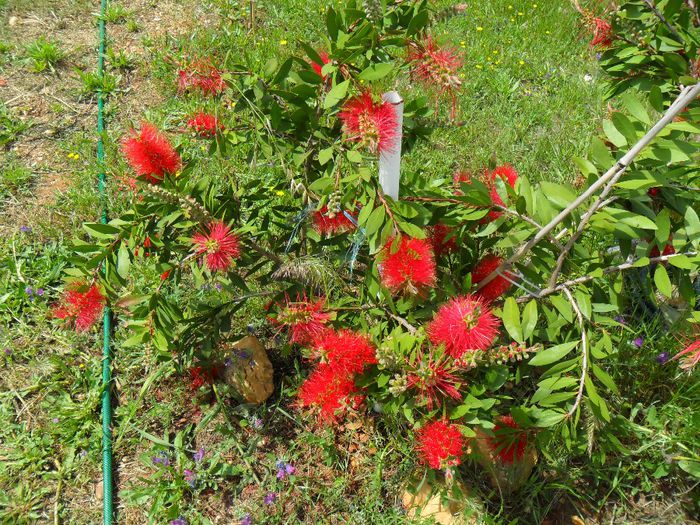 callistemon