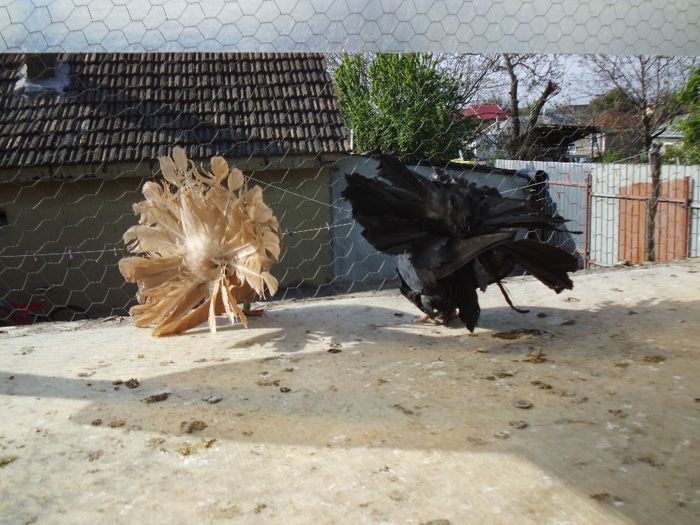 PICT0746