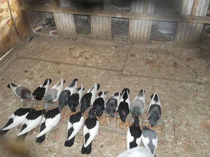 ORDNUNG UND DISZIPLIN - 0000PORUMBEI COTOFENE GERMANE ELSTERPURZLER