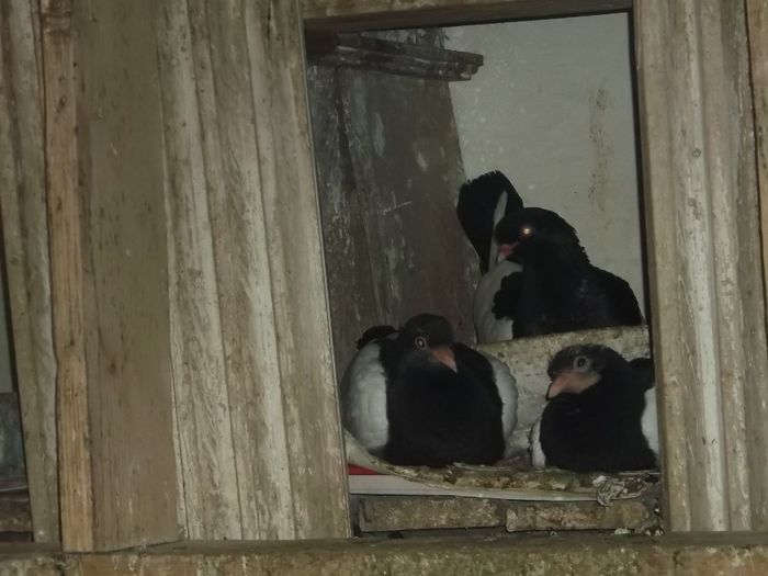 MAMA CLOCESTE, NOI CU DRAG PRIVIM - 0000PORUMBEI COTOFENE GERMANE ELSTERPURZLER