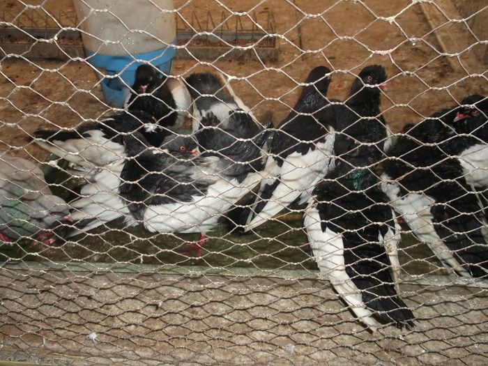 .........MATERIALIZATA ...... - 0000PORUMBEI COTOFENE GERMANE ELSTERPURZLER