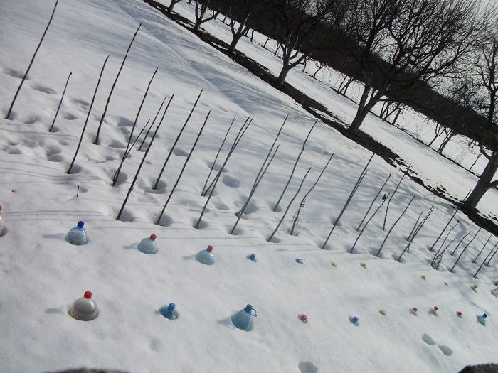 12-02-2014; Catalpele care in momentul de fata au alt loc unde sa se dezvolte. Deja au plecat in vegetatie.
