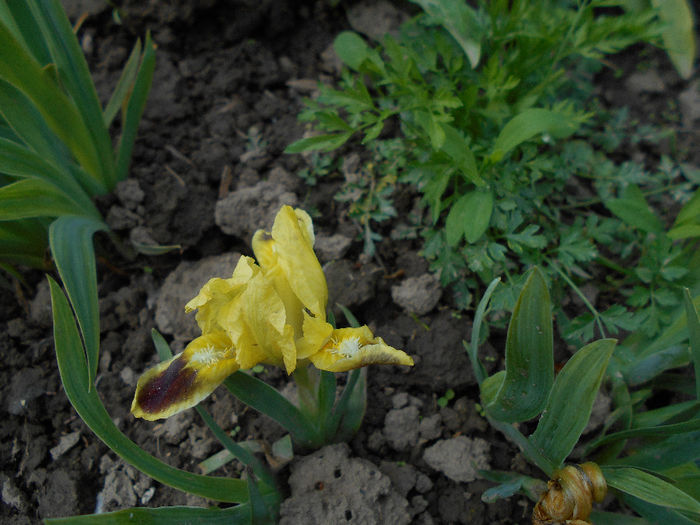Irisi pitic galben cu maro