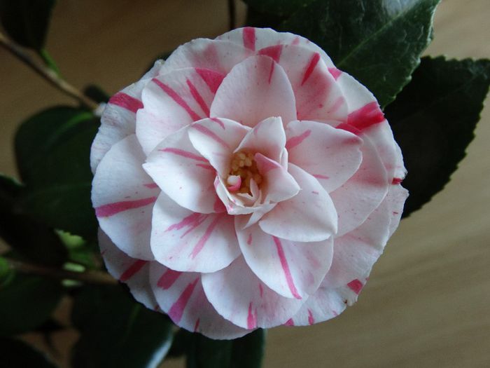 DSC00184 - Camelia japonica