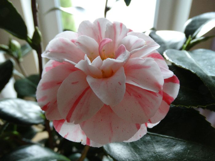 DSC00207 - Camelia japonica