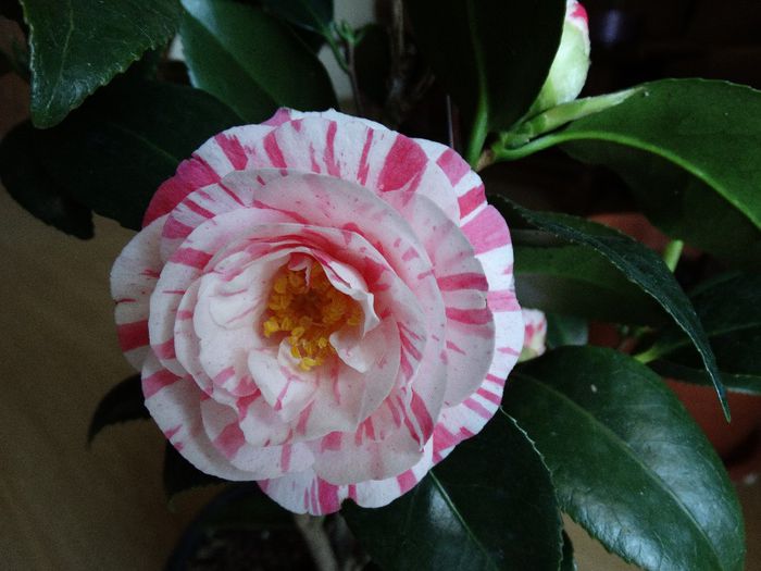 DSC00216 - Camelia japonica