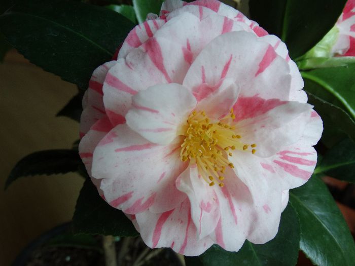 DSC00302 - Camelia japonica